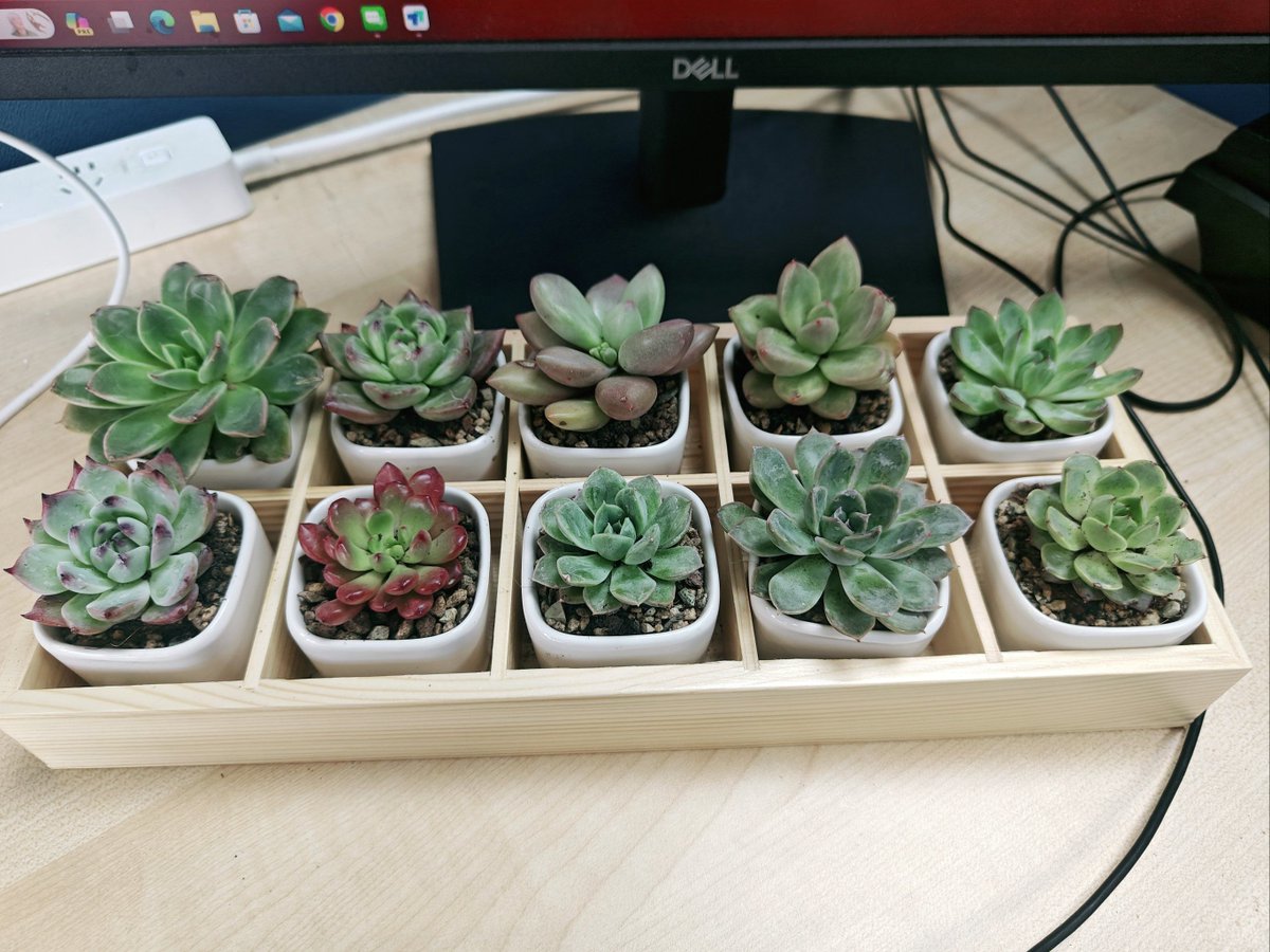 Daudody31's tweet photo. Leveled up my workspace this weekend—clean desk = clear mind!  Dual monitors + a tiny succulent made all the difference for focus. #WorkFromHome #DeskGoals https://t.co/73pdn0NjJm