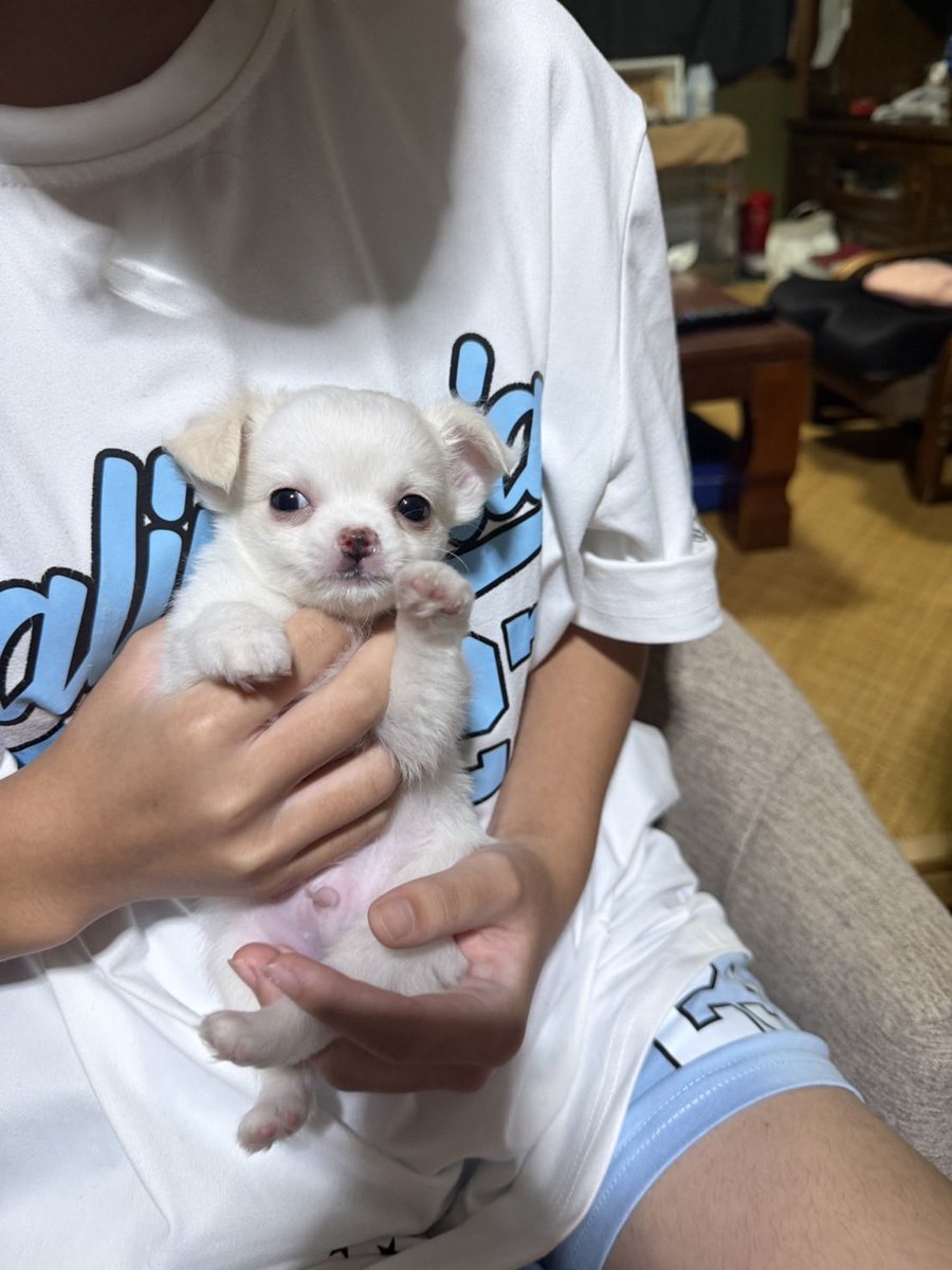 EmaDQ0221's tweet photo. これからよろしく🐕 https://t.co/zAUMJXEvAI