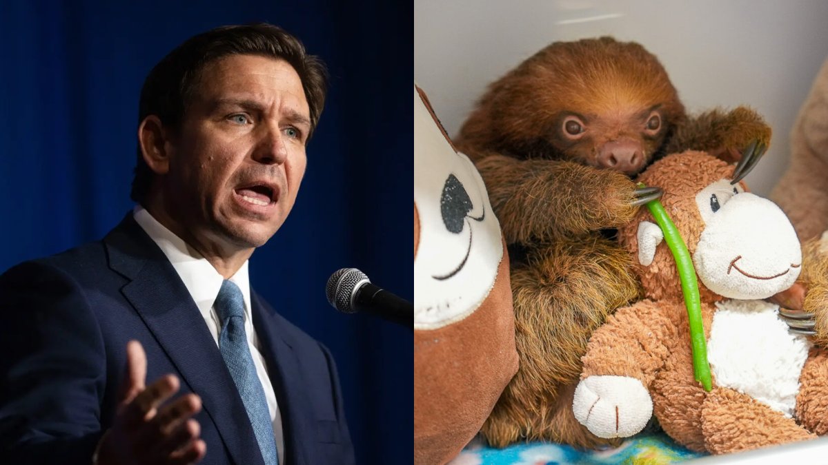 factpostnews's tweet photo. More than 50 sloths have died due to inhumane conditions at a Florida wildlife attraction.

Florida officials did not press charges despite evidence that the sloths were emaciated and dehydrated. https://t.co/M8X6oVDbvO