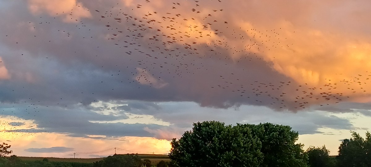 ScottDove73's tweet photo. Last evening's sunset splendor from my porch. I was even able to capture the murmuration of birds as they circle in the nearby field as is their evening custom ... https://t.co/Lhp47He4Qi