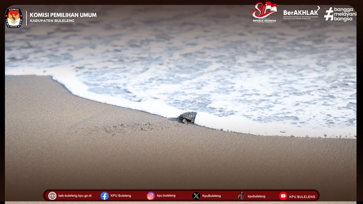 BulelengKpu's tweet photo. Kegiatan yang merupakan rangkaian peringatan HUT ke-81 Kemerdekaan Republik Indonesia ini mengusung tema “LESTARI” – Lestarikan Ekosistem, Selamatkan Tukik, Asri Republik Indonesia.

Bersama Wakil Bupati Buleleng Gede Supriatna dan sejumlah unsur terkait, kegiatan diawali-- https://t.co/2z9AIw45Jw