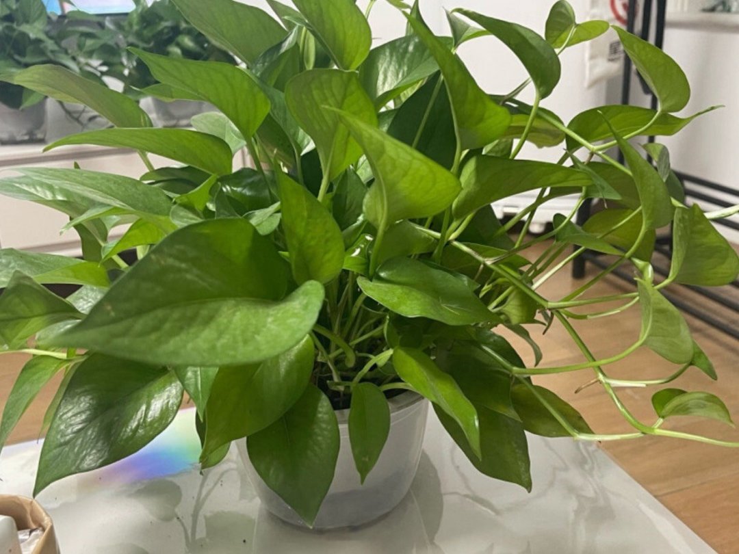 rezalitation's tweet photo. Pro tip for your pothos: rotate it  turn weekly for even growth—no lopsided leaves!  #PlantCare https://t.co/zcN53XJlWp