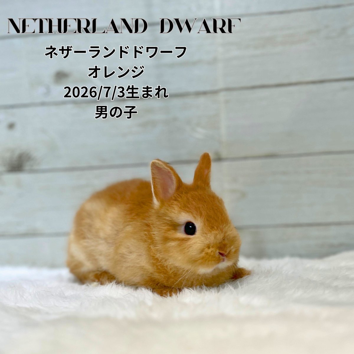 うさぎ専門店モンラパン🐰 on X: 