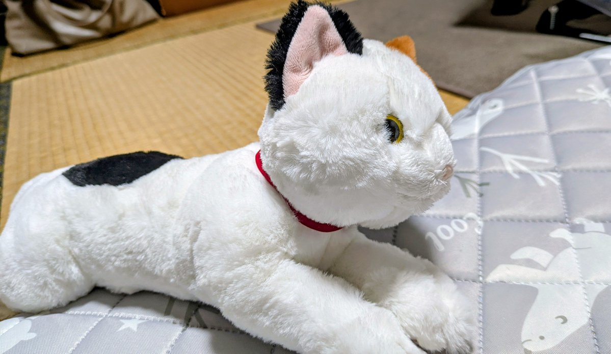 amethyst7956679's tweet photo. 今日のネコチャン https://t.co/1iCOiuabrv