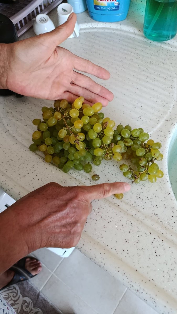 celik_kar's tweet photo. @Migros_Turkiye @MSanalMarket @migros bu kadar çürük te satılmaz ki ya her sipariş sonrası kayıt almak zorundayız bu nasıl müşteri memnuniyeti https://t.co/oZ7oyrFuqZ