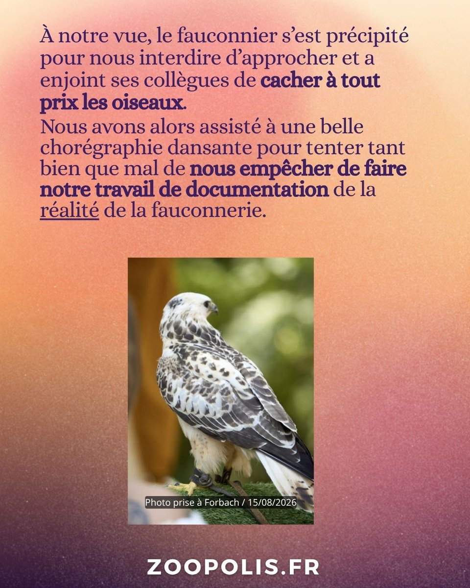 paz_zoopolis's tweet photo. L’équipe de Fauconnerie Display Team s’agitait dans tous les sens pour nous empêcher de documenter la réalité de l’asservissement des #rapaces pour la #fauconnerie. En attendant, la Ville de #Forbach continue à se rendre complice de la captivité animale. ❌ https://t.co/C3kNt4shTv
