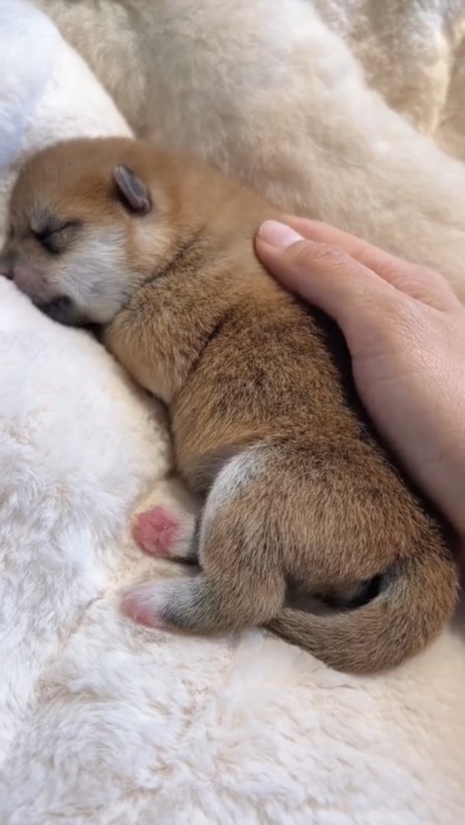 BJaisawad's tweet photo. Every tiny wag and purr today makes our fur baby’s future so much warmer u0026 brighter  Watching them grow is the best little adventure!， https://t.co/QGGsKVPEmd