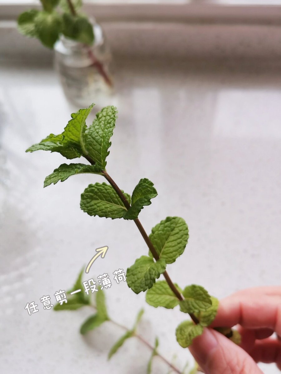 mshinih1's tweet photo. Woke up this morning with a tiny balcony herb garden I built myself  Fresh basil for tomorrow’s pasta—small wins hit different!， https://t.co/A6c1AK7pgM