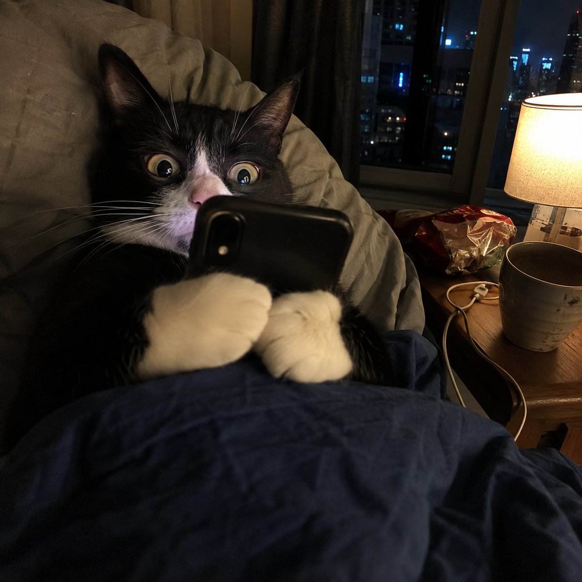 TWOOMANYCATS's tweet photo. @Poloniex Can´t sleep! there are $2MANY things goin on tonight!🐈 https://t.co/vK8tcWzvwc