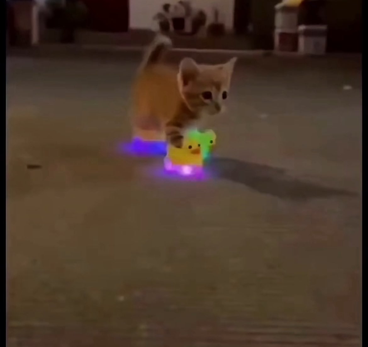 celery1488's tweet photo. does anyone have the version of this video where it goes “niggerniggerniggernigger” every time the kitty takes a step https://t.co/ZFtClm4xyh