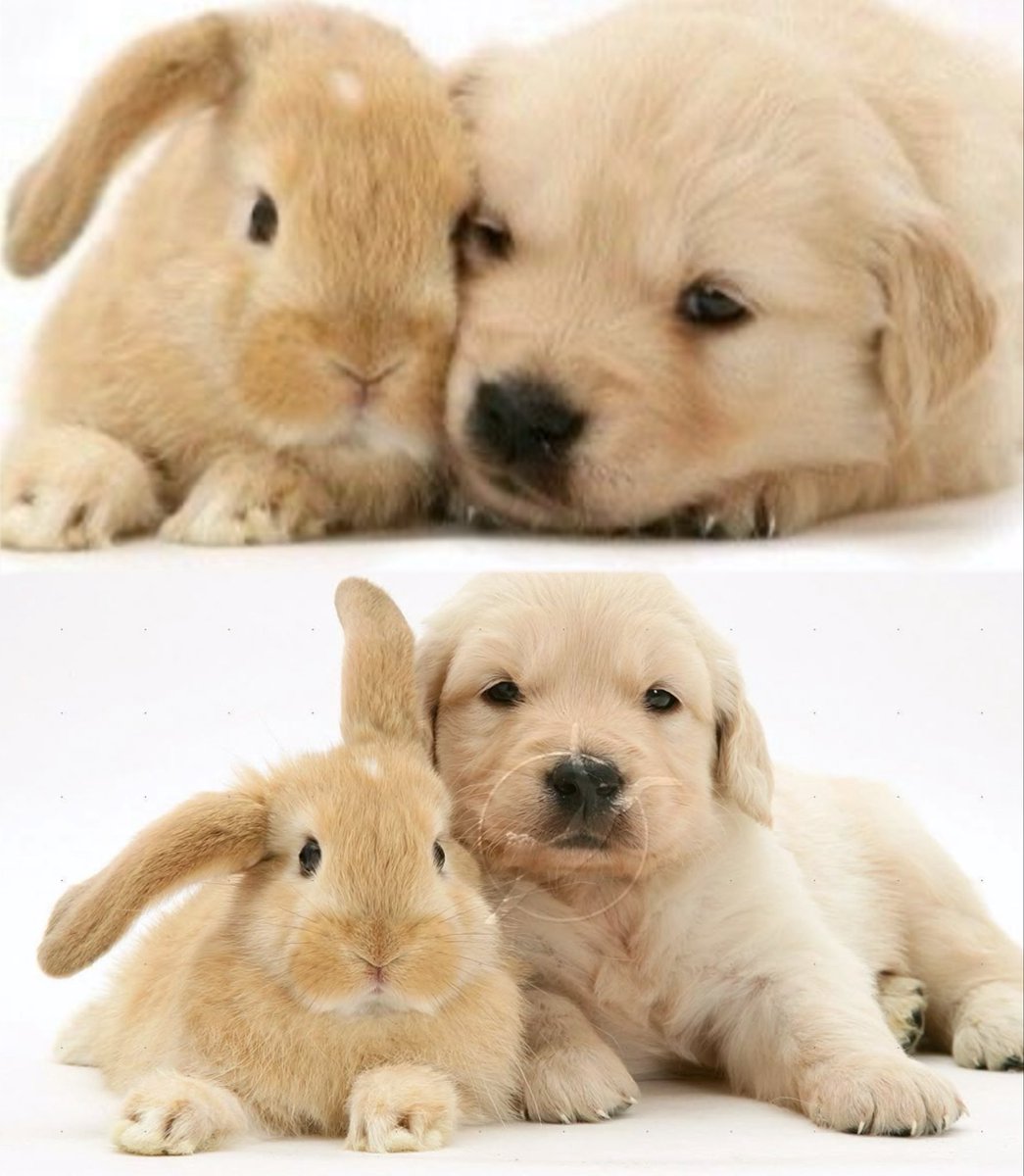 nsmping's tweet photo. < make bunny noises . .  🥕🐇 > https://t.co/uWltdgYNxU