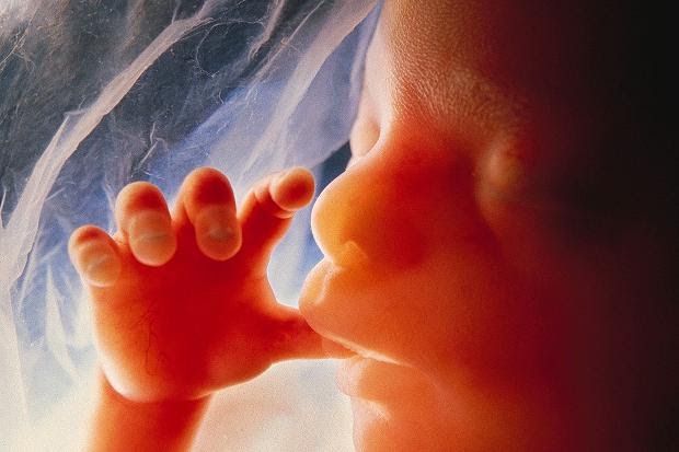 catholicnews1's tweet photo. Archdiocese of Mexico says All Babies Even the Aborted #Unborn Must be Buried and Treated with Dignity
https://t.co/5evfoZTAXK https://t.co/Nih6Nv1BW8