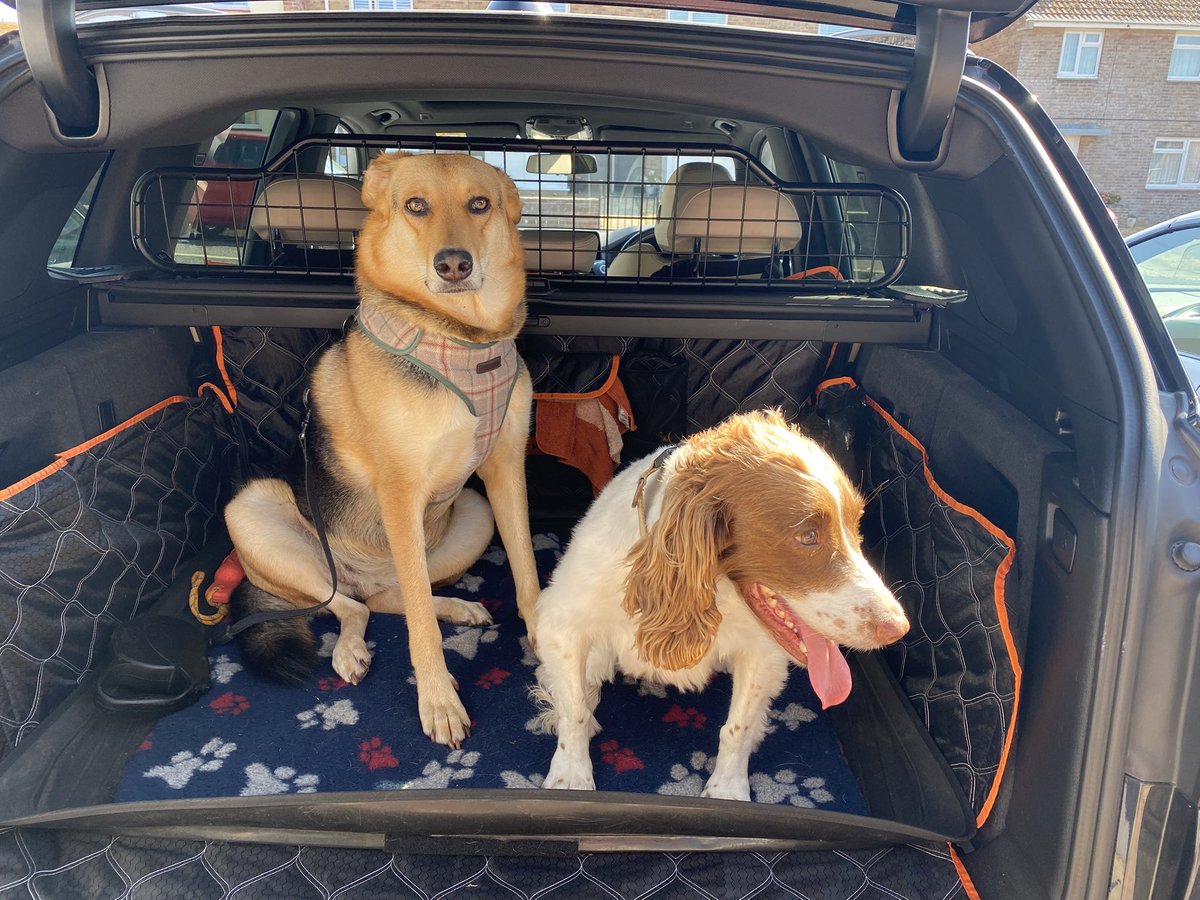 BrexitBuster's tweet photo. Ruby and her pal Poppy the Mad Spaniel have had an exciting morning out on the common now the weather is a bit cooler. Her evening walks with Teddy the Border Collie are also great fun. We watch badgers and foxes. Country life suits us both. 🐶😍
#RubyFromRomania #RescueDogs❤️ https://t.co/eJd6tyN5Iu