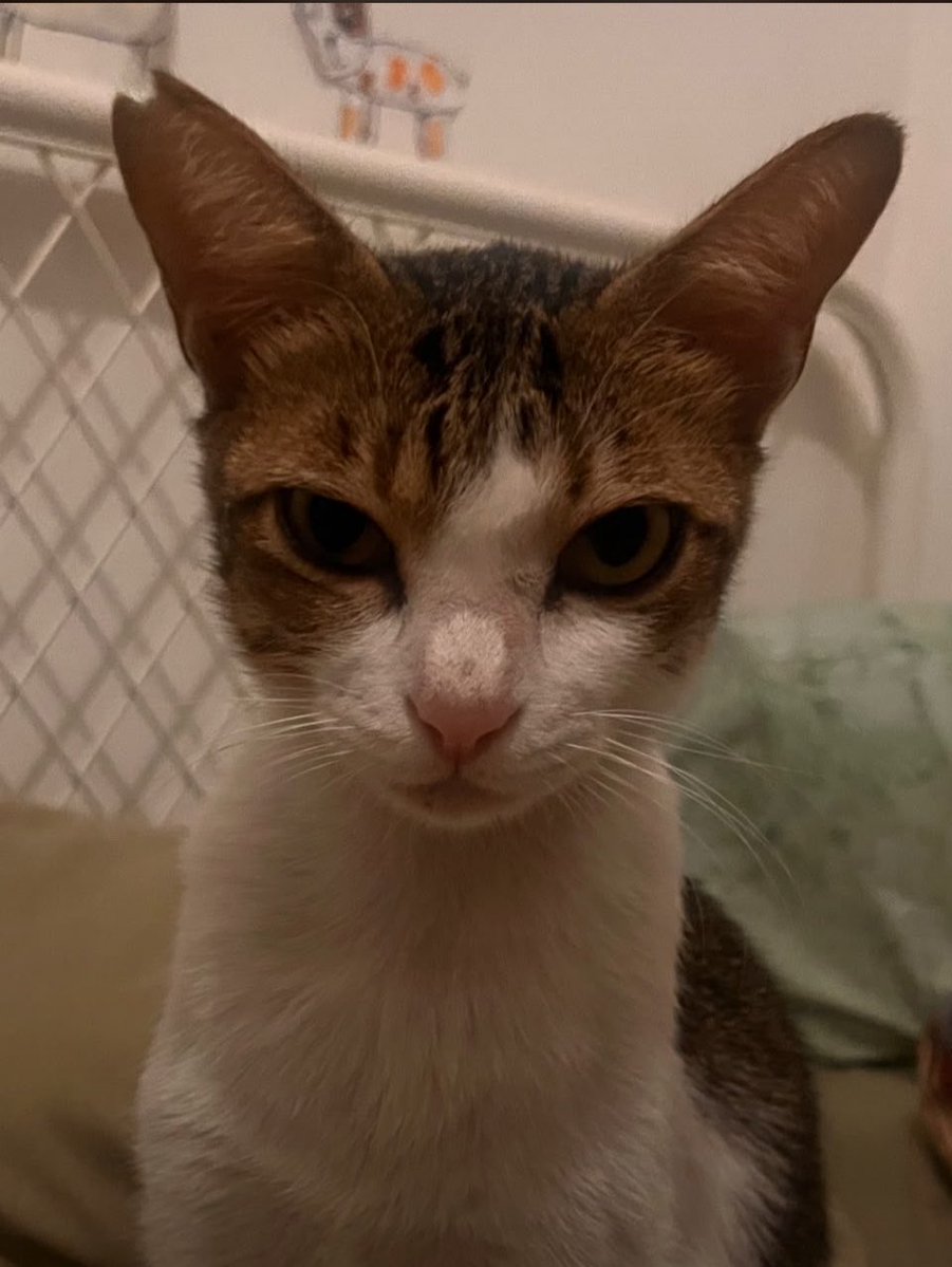 solcholil's tweet photo. i actually have two cats guys https://t.co/CPMCwbklOt