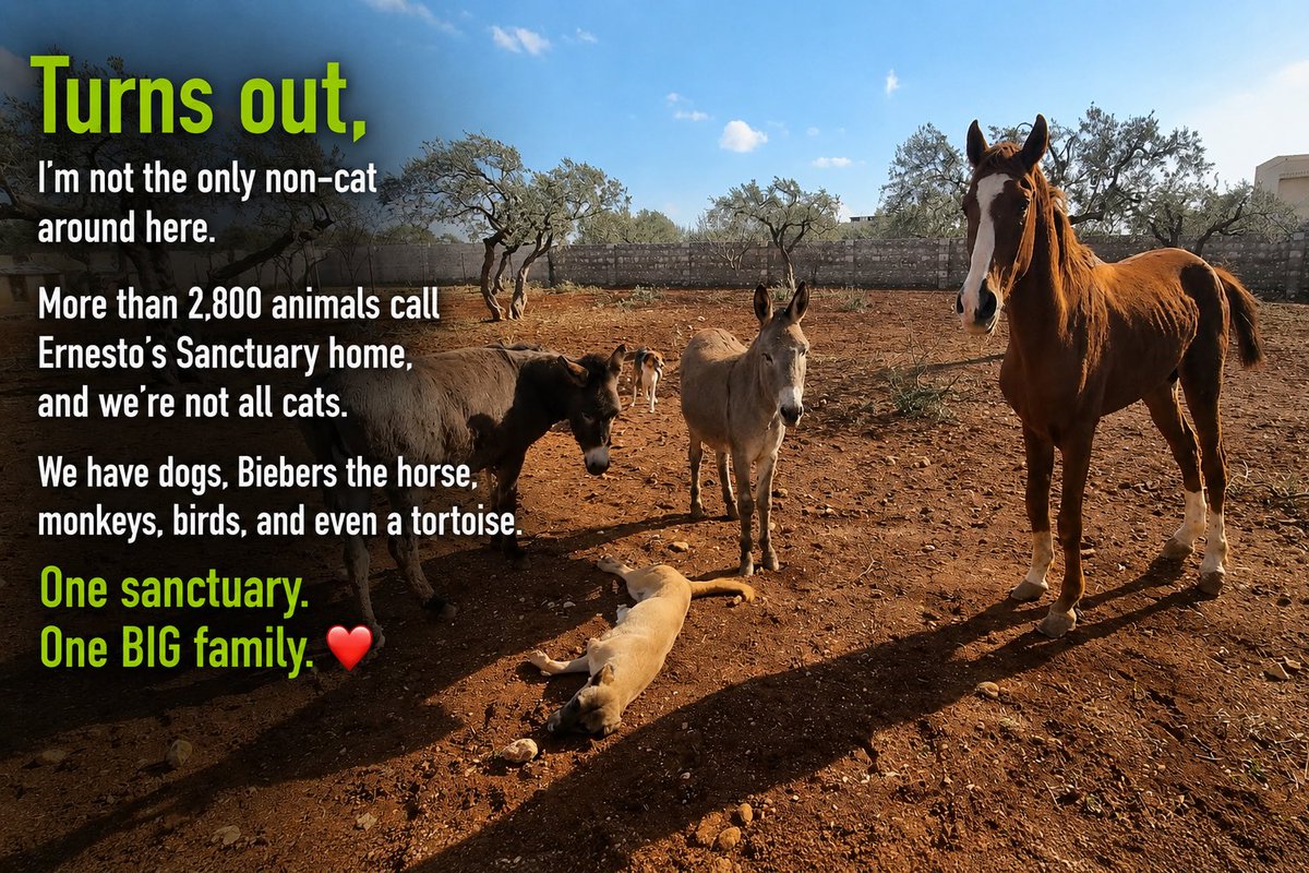 SyrianSanctuary's tweet photo. Dodo has something he’d like to clear up… 🫏👀Tap the photos to hear what he has to say.

Dodo here. 🫏❤️

Now that we’ve cleared up the whole “Ernesto’s is just for cats” situation, I thought I should properly introduce myself.

I enjoy long walks around the sanctuary, yummy snacks, being appropriately admired, and making sure the cats don’t get ALL the attention.

Luckily, I’m surrounded by quite the crew. More than 2,800 animals are cared for at Ernesto’s Sanctuary, and we really are one BIG family thanks to you.

$50 can provide a day of treatment for me and my donkey mates, Biebers the horse, and four kitty cats. 

Become a monthly donor and help care for the whole Ernesto’s family. ❤️

https://t.co/lFOrY8fk5H