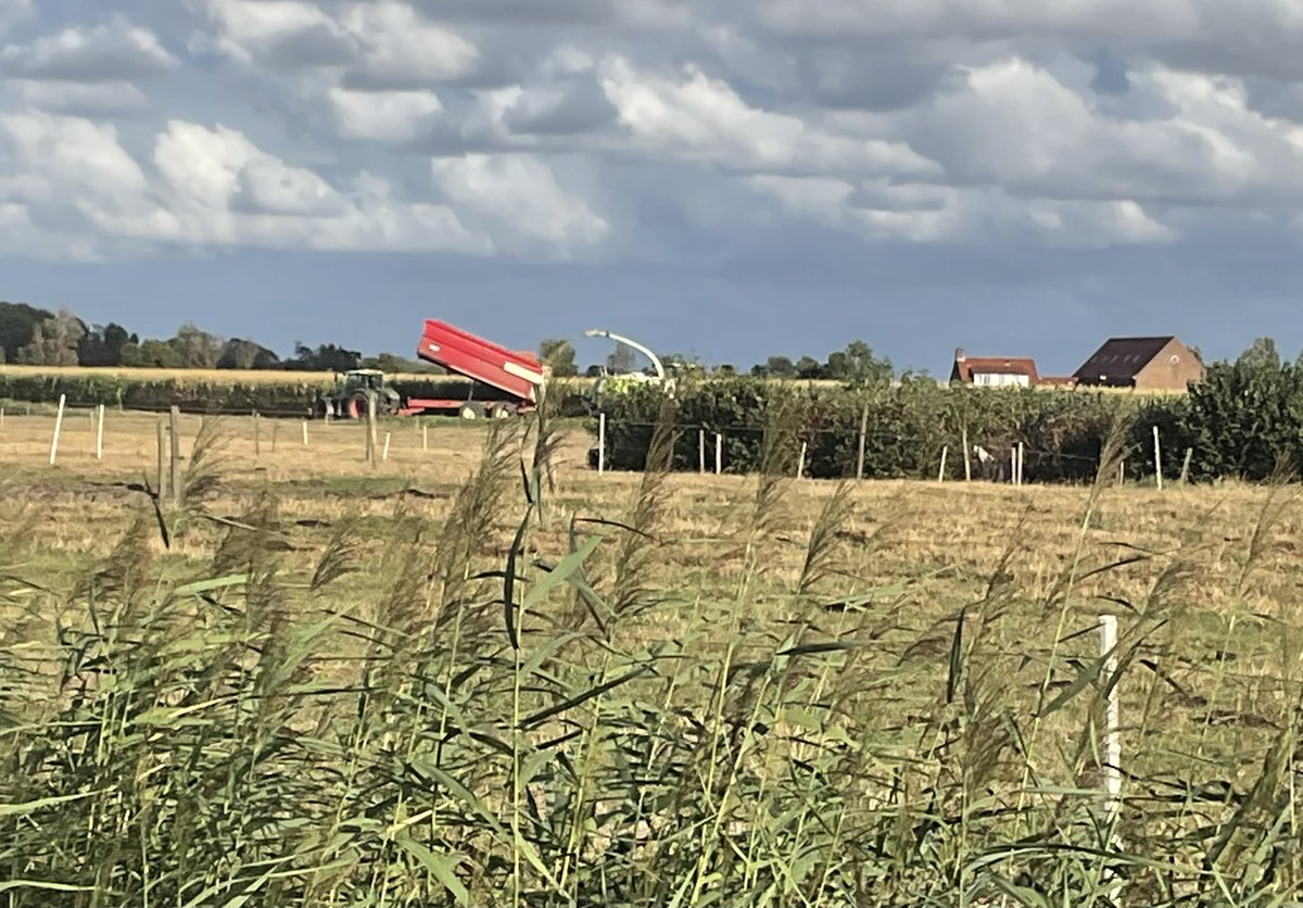 maupie1967's tweet photo. Het mais wordt weer van het zeeuwse land gehaald https://t.co/2B8ieOdMdC