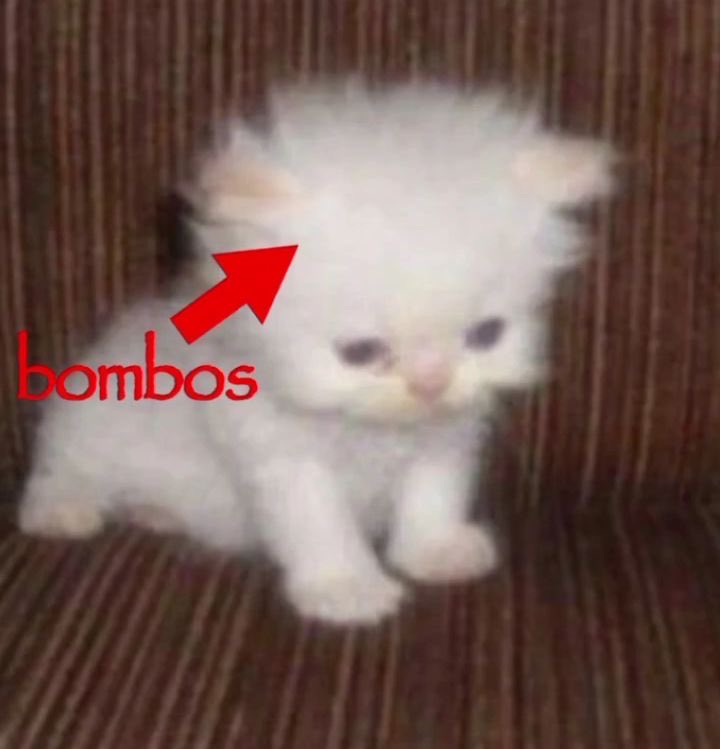 guttugoberra's tweet photo. bombos kedi https://t.co/exeUeHAise