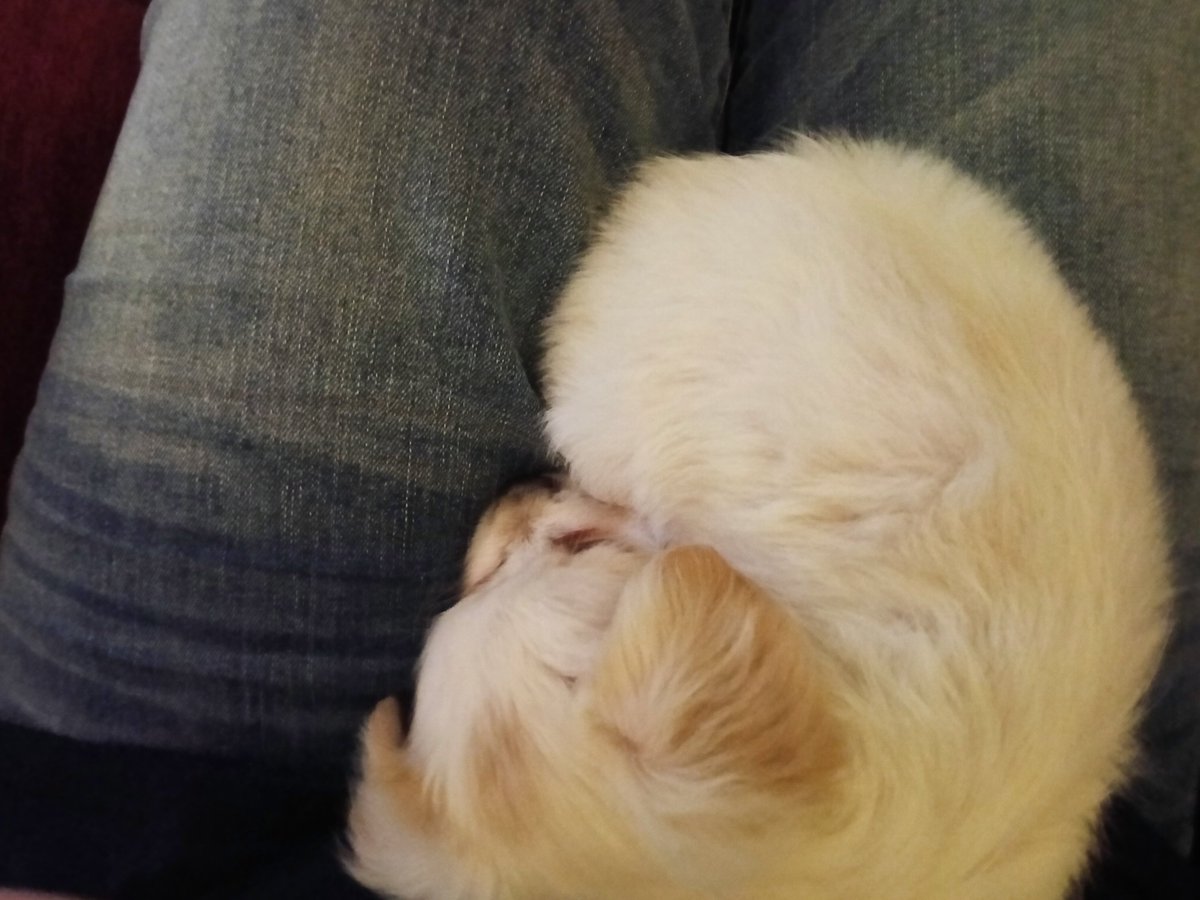 dressf0rless's tweet photo. My Grandma Found A Puppy https://t.co/E4wrtWLwna