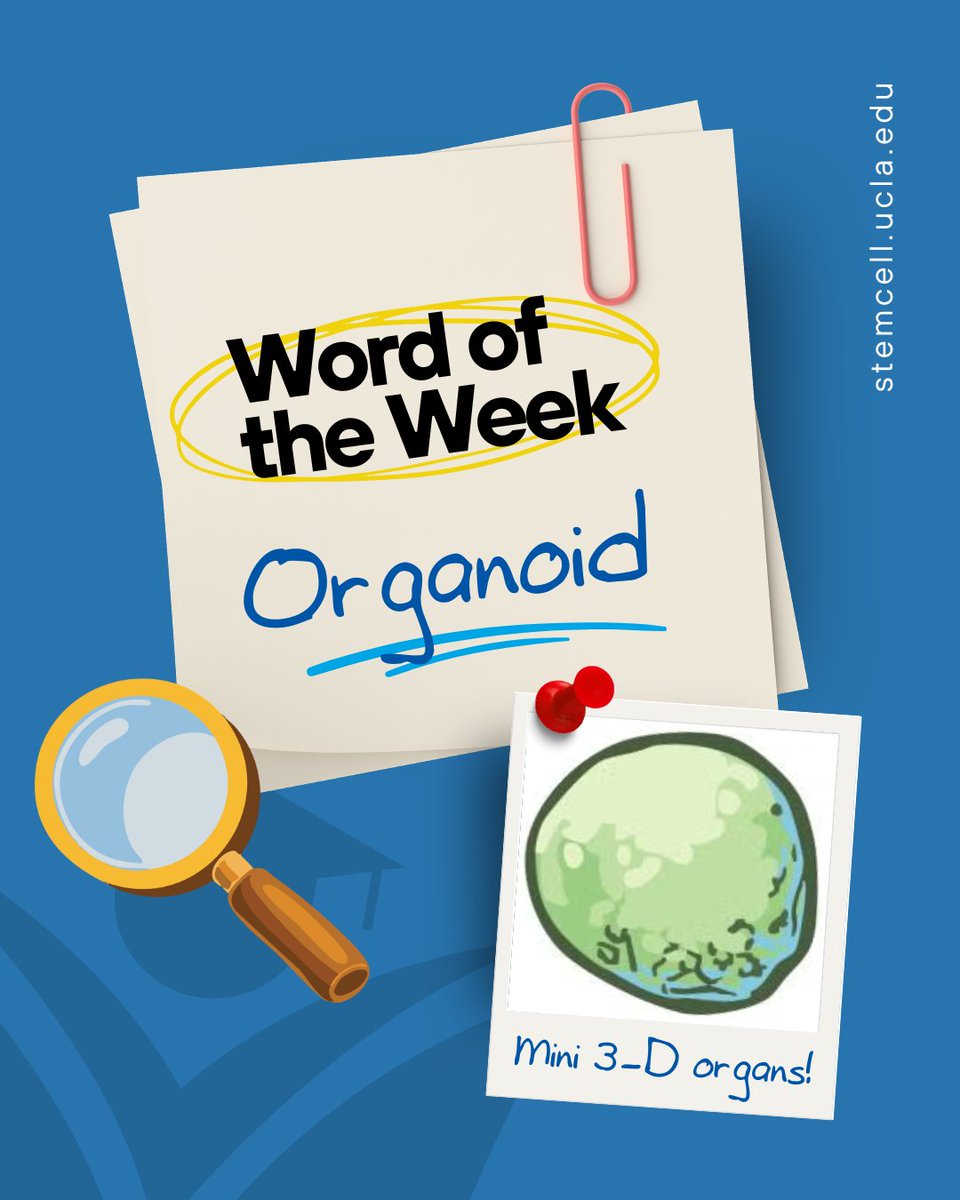 UCLAstemcell's tweet photo. This week’s word is one of our favorites! Organoids are the technological backbone to several research projects at the BSCRC — swipe through to learn how they enable stem cell discoveries! 🔬🥼
#UCLAStemCell #StemCellResearch #WordoftheWeek #Organoid https://t.co/yAhTkraxpK