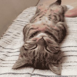 Michael64305181's tweet photo. My sleepy cat curled up in my lap while I worked today—best coworker I could’ve asked for  #PetLove， https://t.co/hf7p3deH3I