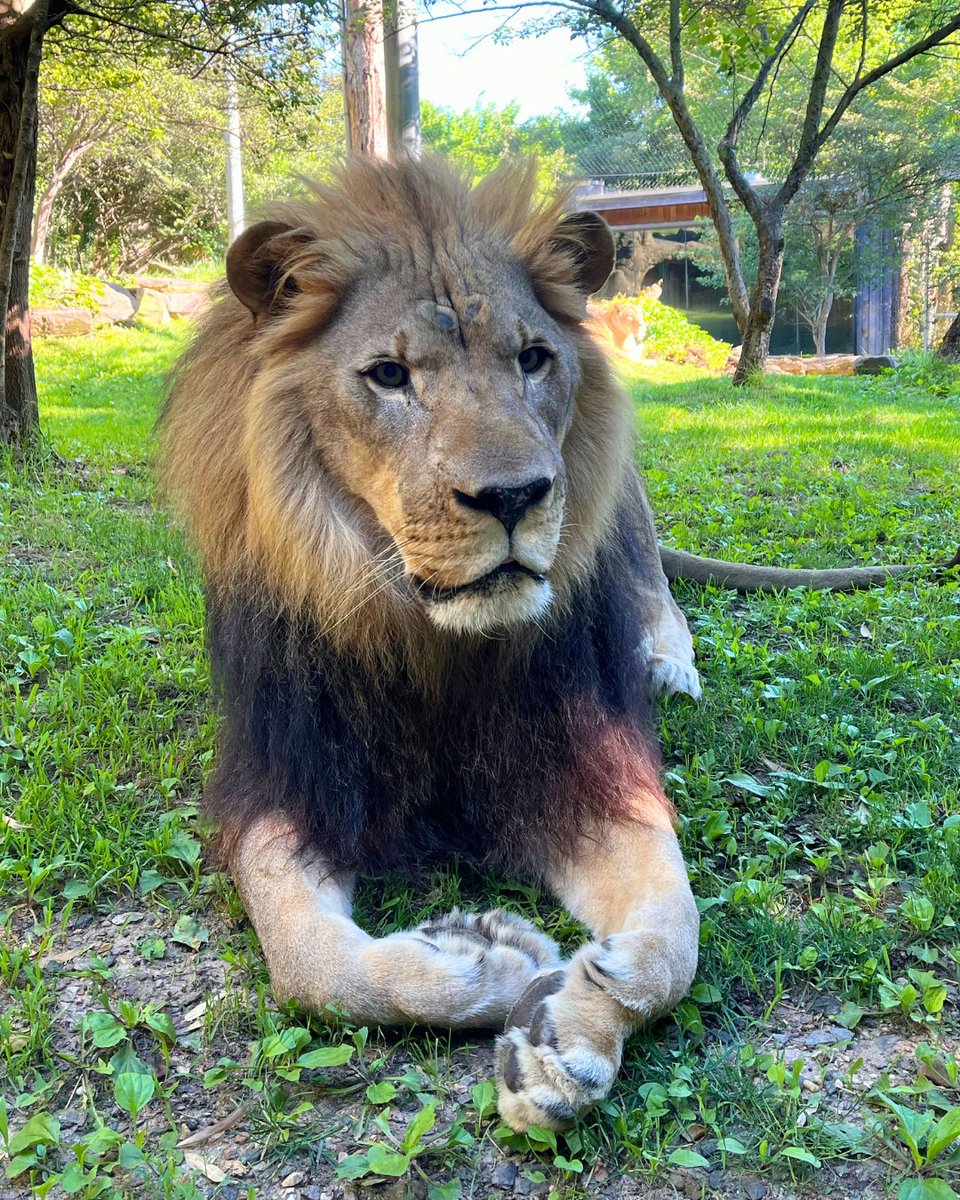 phillyzoo's tweet photo. With the loss of Makini, we are having active conversations with the Association of Zoos and Aquariums Species Survival Plan on the future of lions at Philadelphia Zoo. We will keep you informed as the process progresses. https://t.co/0tphtvATBW