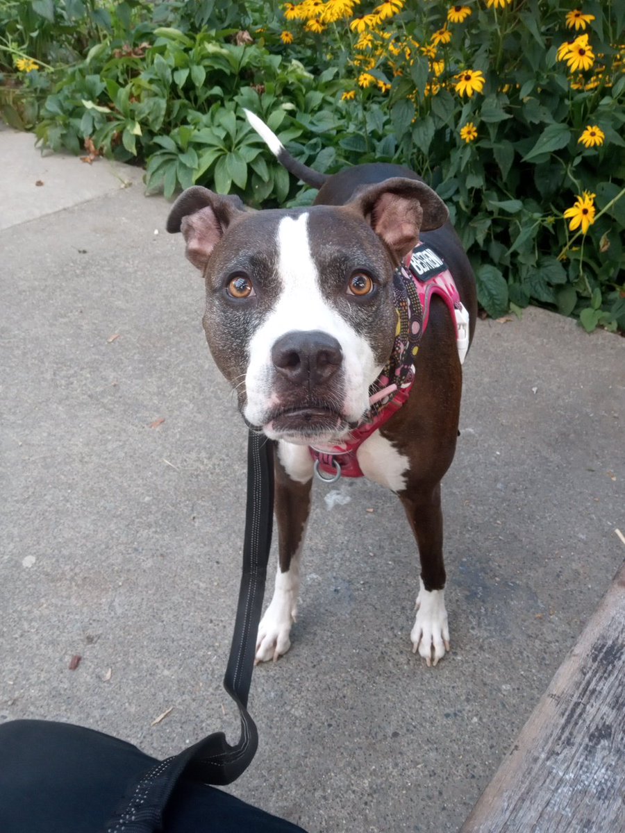 LebrockTony's tweet photo. ๐พ Madam's Giving Runway๐พ๐๐
#pittrageous #dogslife #dogmodel
#thebitchisback #pittiepride #pet https://t.co/iEIqyShVIV