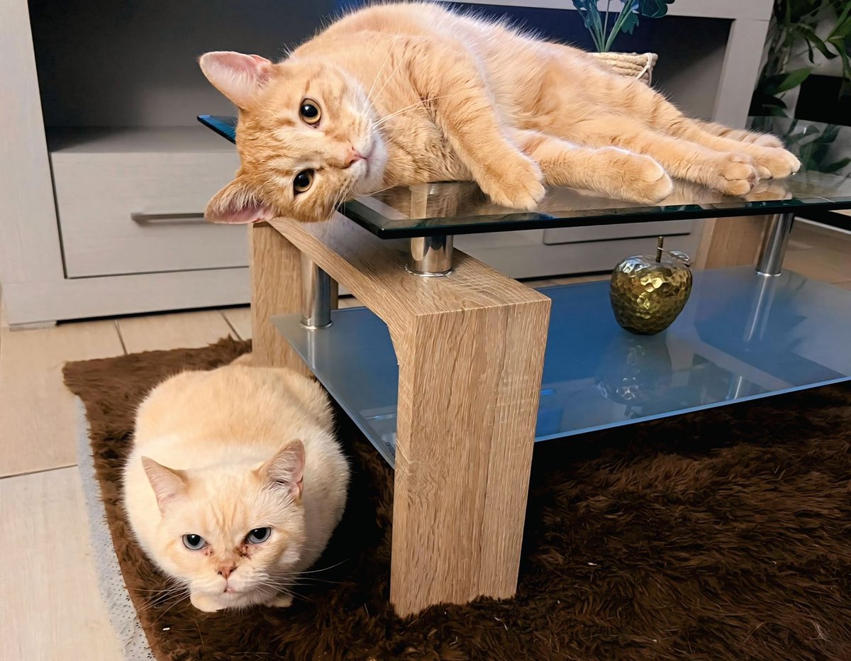 kevtaus's tweet photo. Mis sobricats! 😻😻 https://t.co/C1CR7xgLv6