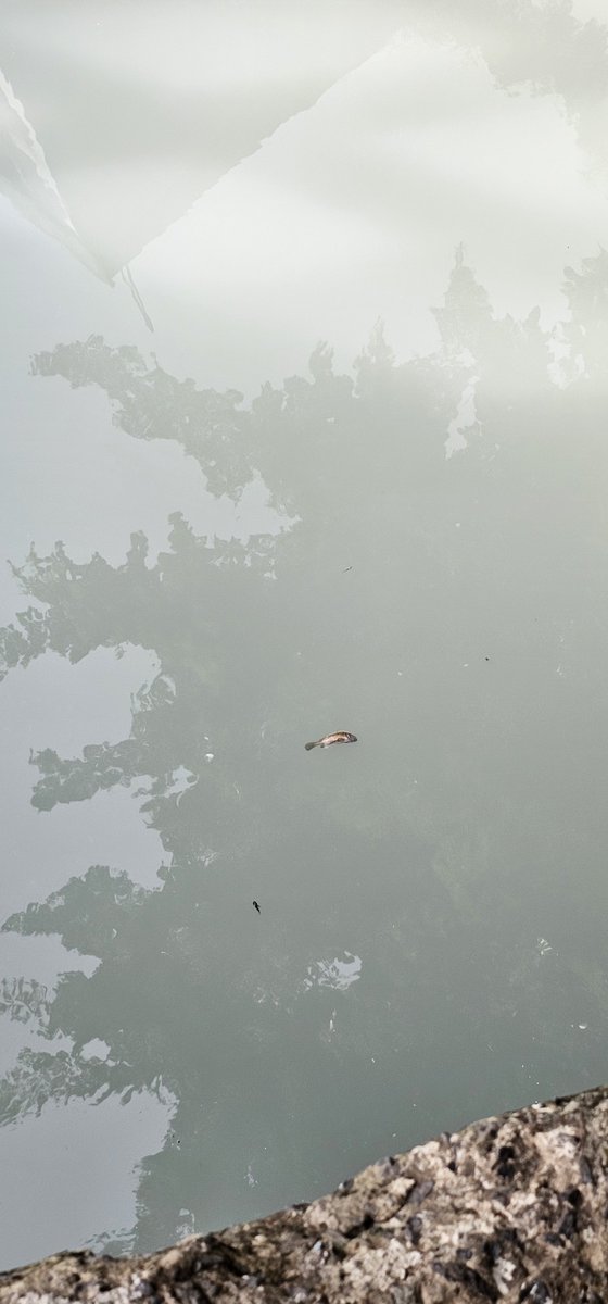 BarriosDurospty's tweet photo. Una quebrada en el sector de "La Ratonera" de San Antonio, corregimiento Victoriano Lorenzo es contaminada con potasa y jabón proveniente de una una fábrica de detergentes cercana. Se notan peces muertos. Los residentes de este populoso sector hacen un llamado a @MiAmbientePma @juancanavarro y a la alcaldesa @irmaehernandezb