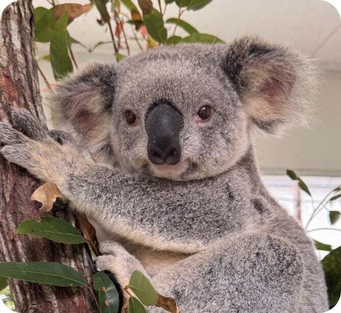 Namerou_Japan's tweet photo. 📅8月22日

🐨 今日から埼玉で、新しいコアラ2頭に会えます🩷

埼玉県こども動物自然公園で今日10:30から、新しく仲間入りしたコアラ

🐨 オスの「アーノルド」
🐨 メスの「バブルス」

の一般公開がスタート✨

今年は、埼玉県にコアラが初めてやって来てから40周年。

オーストラリア・クイーンズランド州からやって来た2頭が、記念の年に新しい仲間になりました😊🌿

アーノルドとバブルス。
あなたはどっちに会ってみたい？🐨🩷

出典：埼玉県／埼玉県こども動物自然公園
