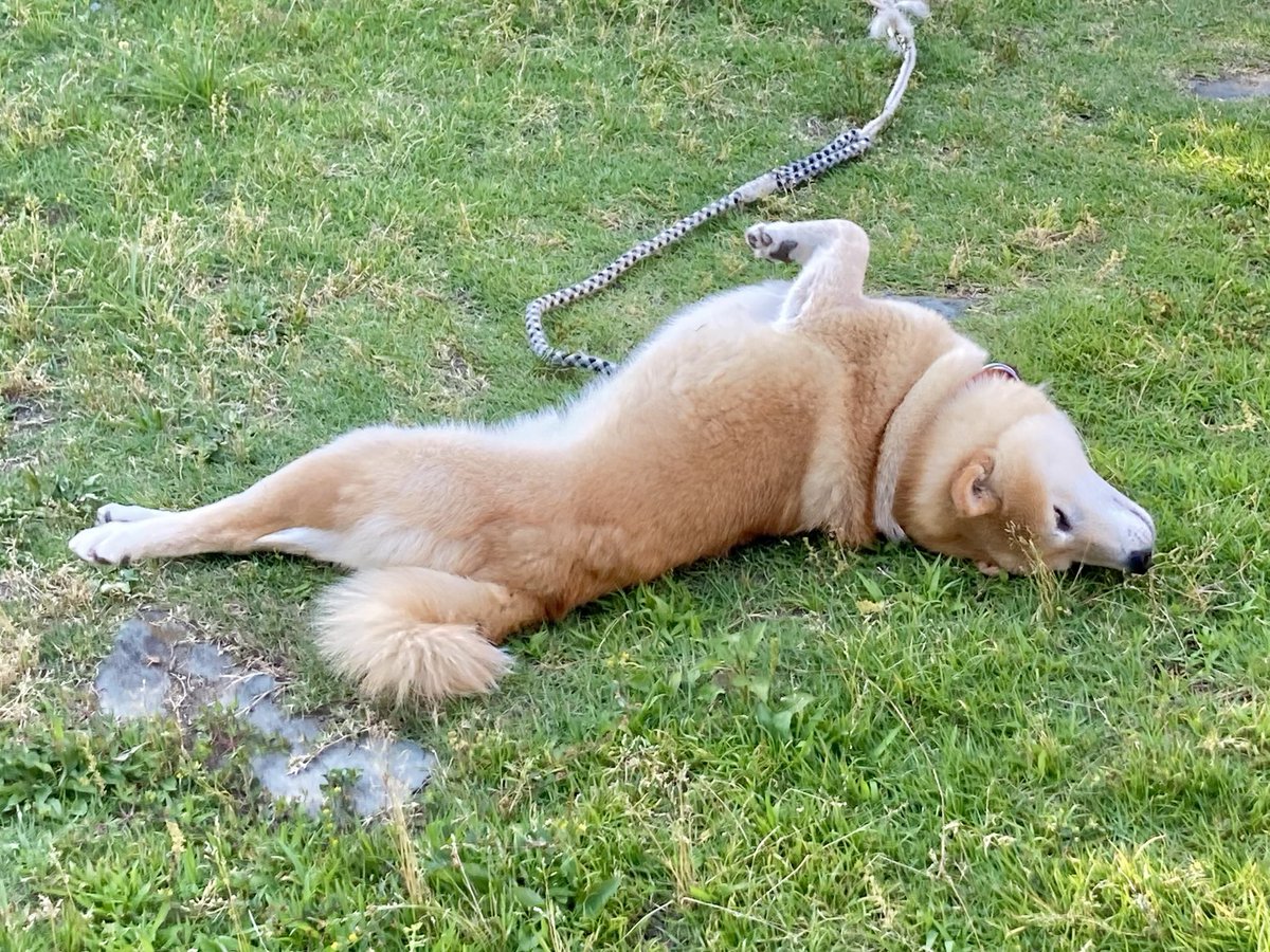 inu_10kg's tweet photo. おはようさん
芝生に身体こすりつけてる犬みて今日も一日なんとか https://t.co/1kGnEJAc5j