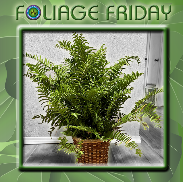 SkinnyRockerPro's tweet photo. Sing along with us...🎶"Macho, macho man...I've got to be a macho PLANT!"🎶 That's right, we've got a Macho Fern for #FoliageFriday!🌿 The Macho Fern (Nephrolepis biserrata) is a massive, vigorous tropical plant known for its bold, bright green, arching fronds that can grow 3 to 4 feet long (or up to 6 feet in optimal conditions)! Often described as a "Boston Fern on steroids," it makes a dramatic statement on shady porches, patios, or as a large indoor floor plant. And, we offer thanks to the Village People for their inspiration on this "MACHO HOT" Friday!