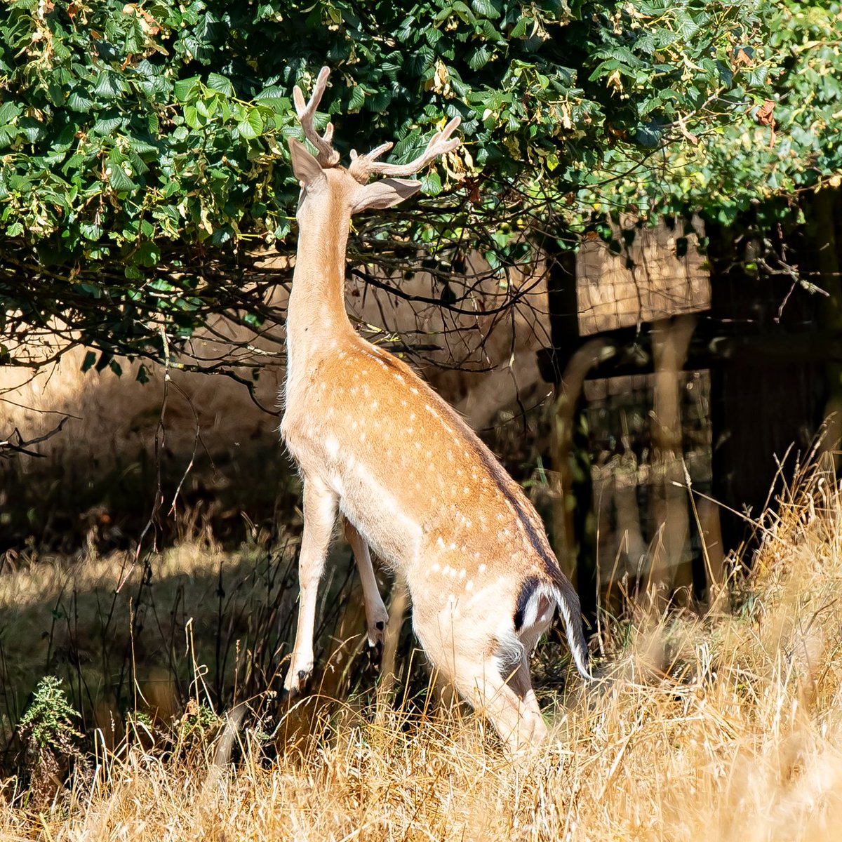 craynerphoto's tweet photo. @NTDyrhamPark #dyrham #deer #deerherd #nationaltrust https://t.co/64dYxjiZkN