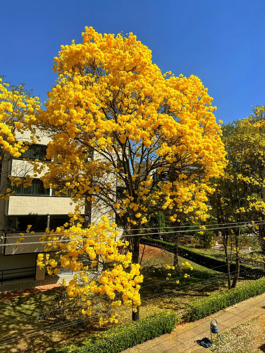 BrunnoMeloCBN's tweet photo. Olha que ipê-amarelo escandaloso que eu fotografei na 401 Norte! 😱 https://t.co/4lkOQUnbpB