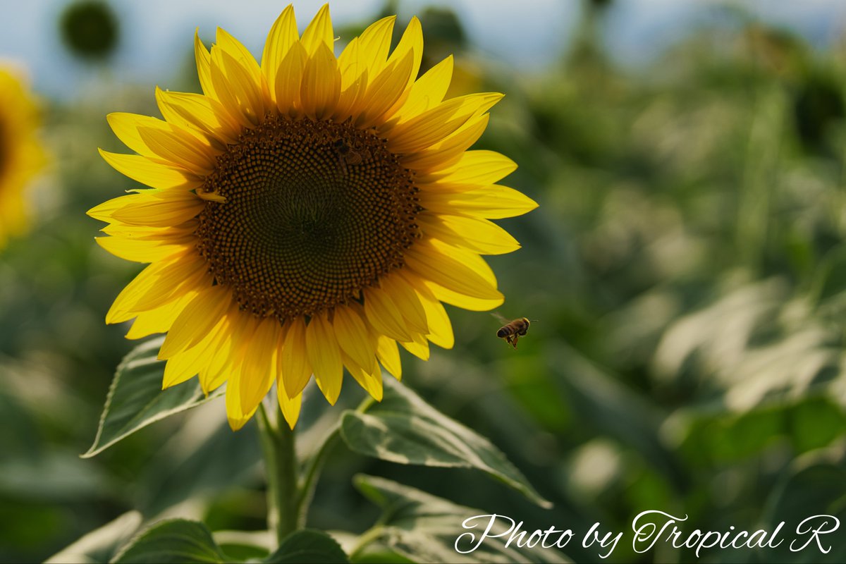 butterfly48R's tweet photo. 「The Bud That Became Someone’s Sun」
そして誰かの太陽に。
#TowardTheLight
#ChasingTheSun
#SunflowerPhotography https://t.co/tdsXYwccJj