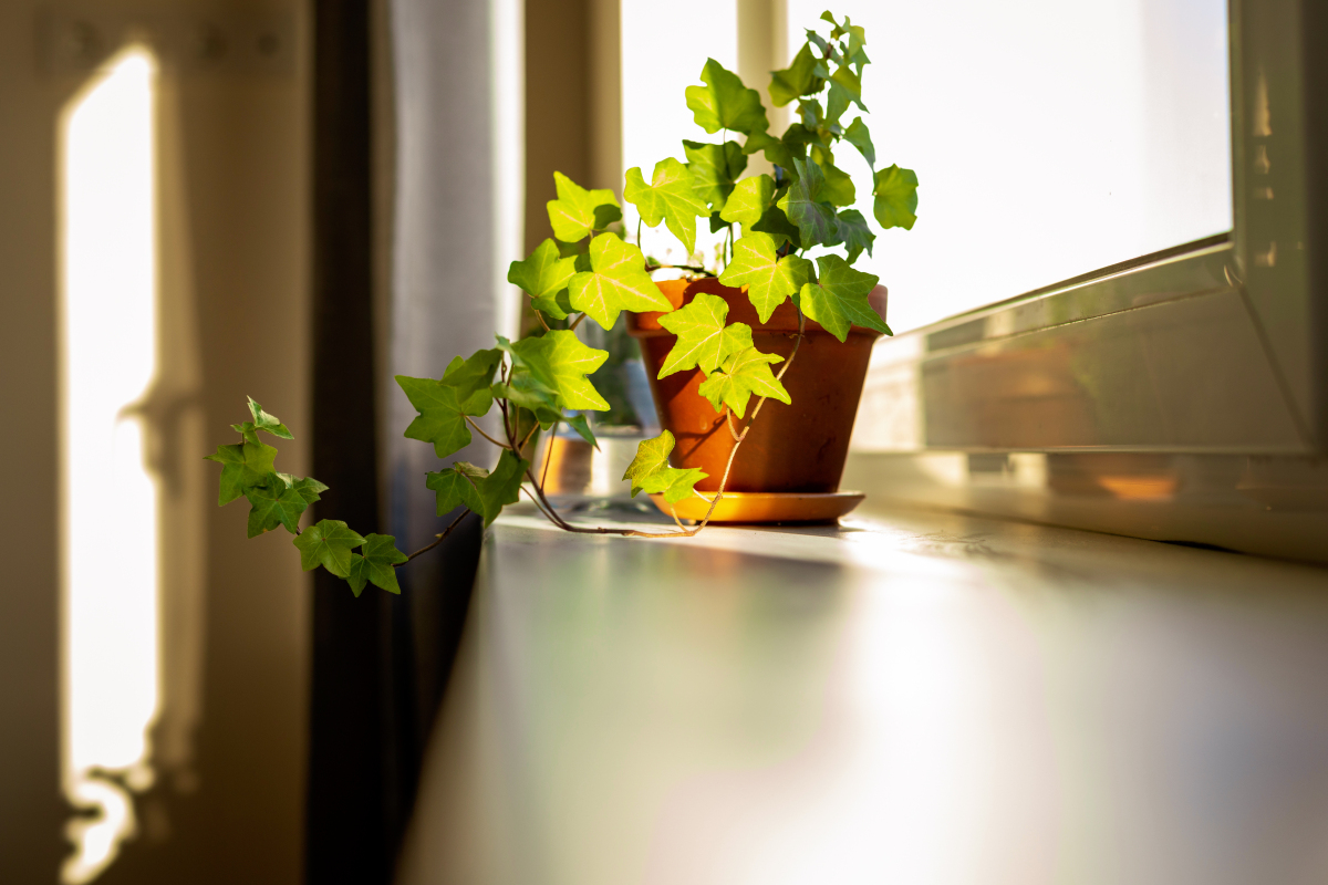 fee00780124's tweet photo. New to photography Start with natural light! It’s free, forgiving, and makes every shot look softer. Grab your phone, find a window, and click away—no fancy gear needed. https://t.co/W4iCce67Oo