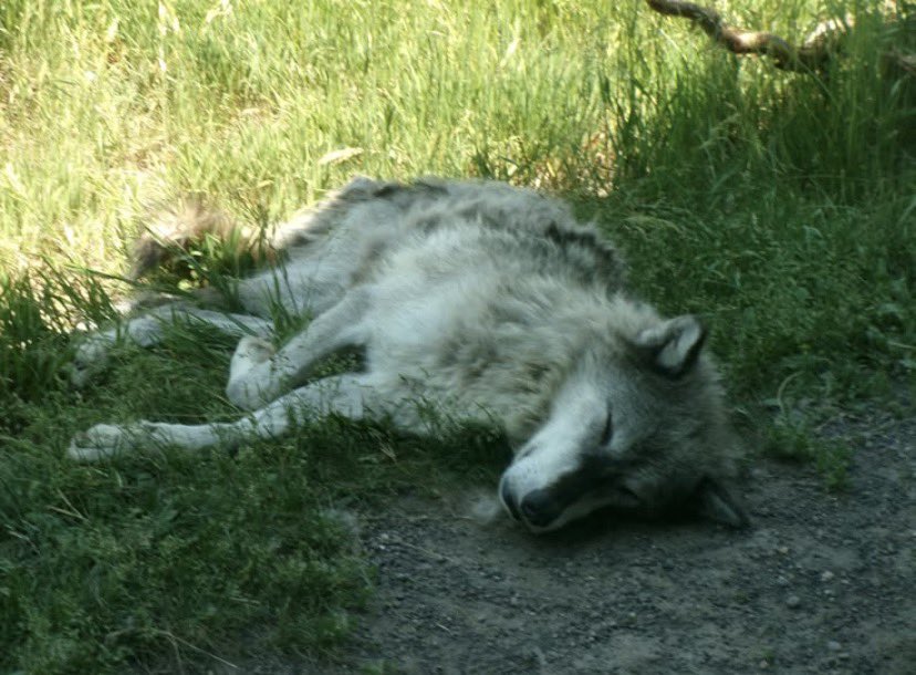 CAGEDHOUNDZ's tweet photo. Basking in the sun, my fur shines brightly. God’s most beautiful creation. https://t.co/oEzrHZhUW6