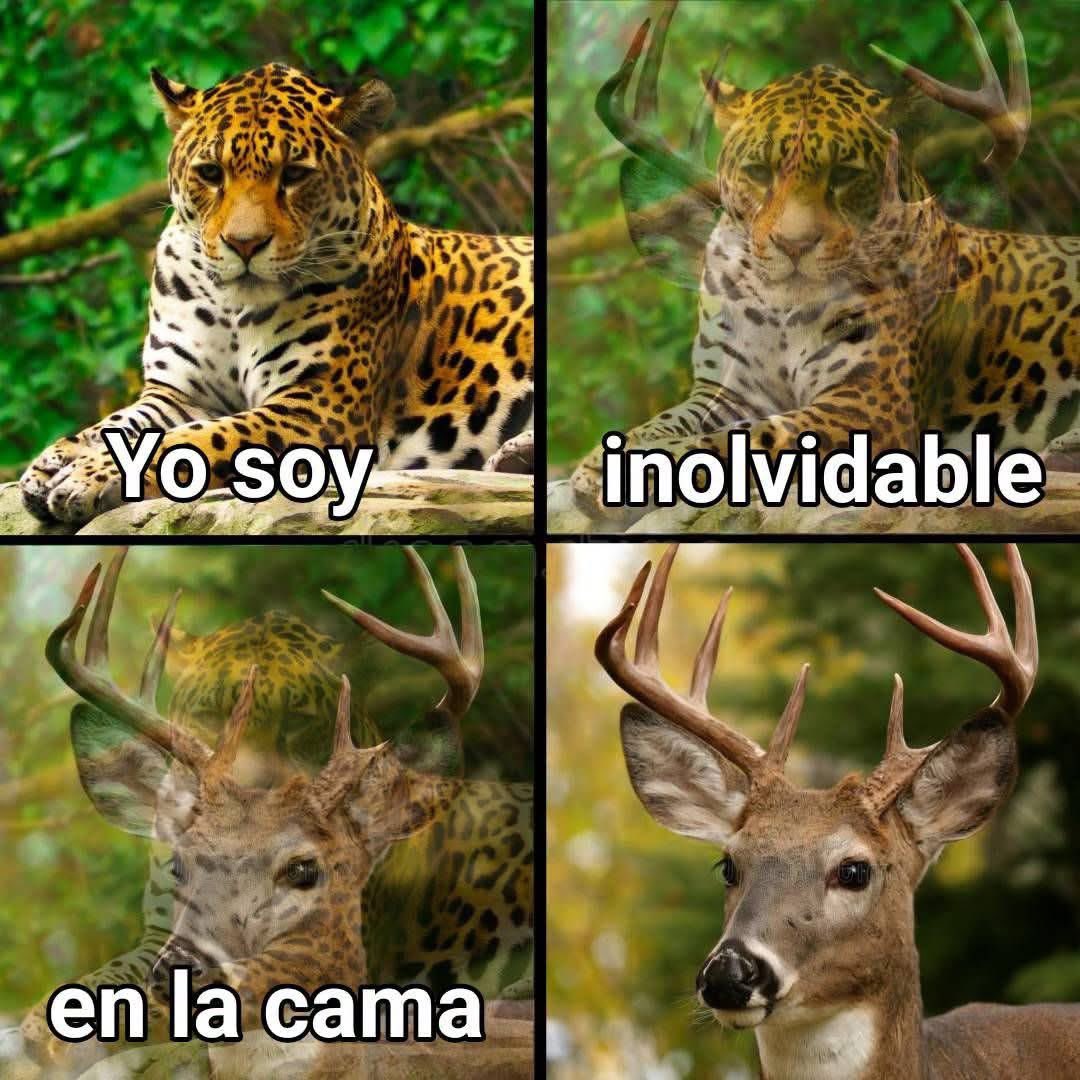 pennnylannnee's tweet photo. Como amaneció el jaguar? 

Le duele la frente por los cachos que le salieron?? 😂 https://t.co/ZF5iwtxQe7