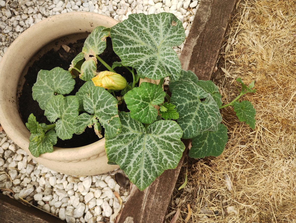 Eco_tones's tweet photo. @Sasta24 My pumpkin patch last year, to this year.. Soz kids... https://t.co/JmJh27rkZf