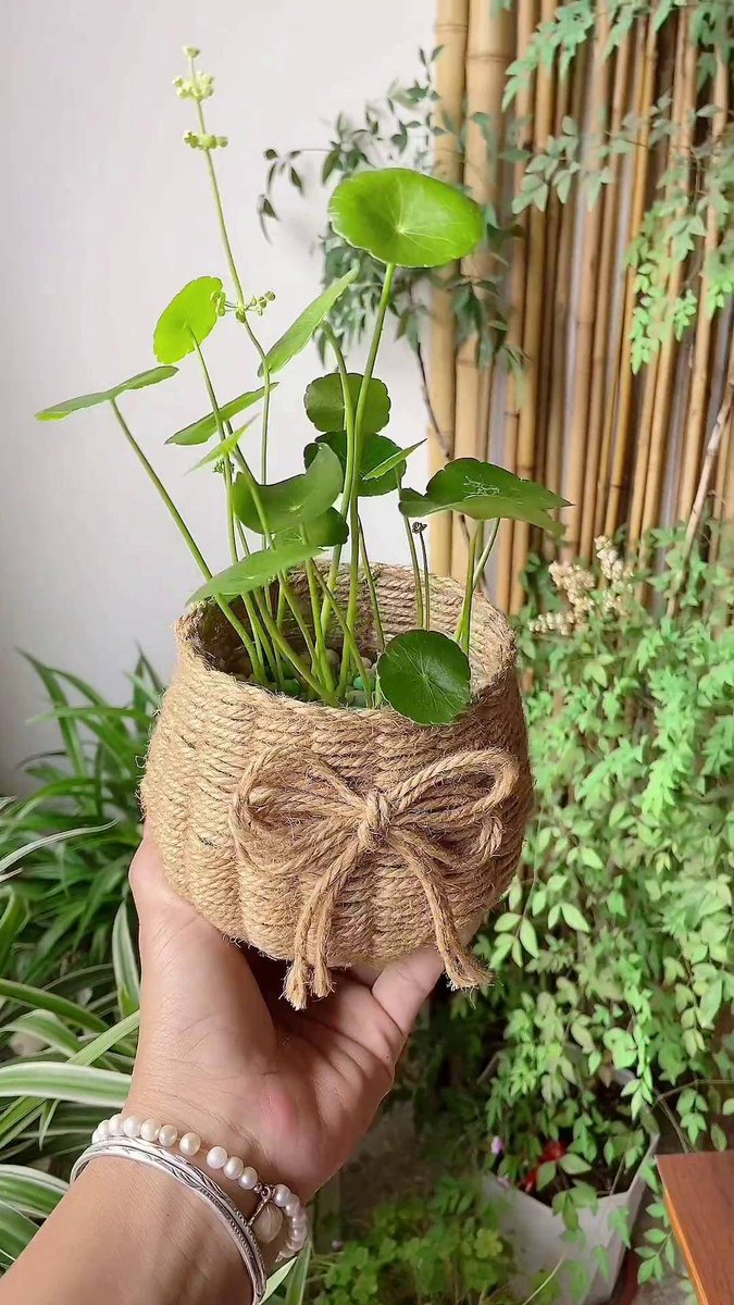 AmoaAooo's tweet photo. Turn old glass jars into cute hanging planters—no new supplies needed, just twine and a hole punch! https://t.co/QrI8nfZz4o