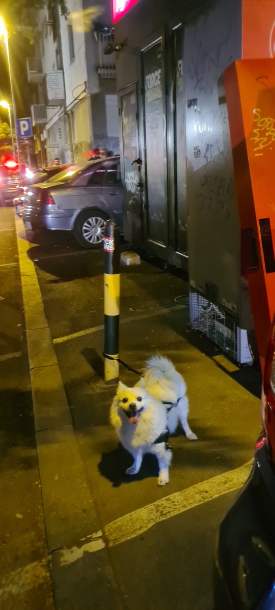 exprofessor011's tweet photo. Molim hitan Rt! 
Neko je ostavio ili zaboravio kucu ispred Maxi i Maxi pijace, na uglu Milesevske i Sindliceve! 
Kaze zena u kiosku da je satima tu! Neprestano laje! Nece preziveti noc po ovoj vrucini.
Sta da radimo? https://t.co/QZ1r5jitXS