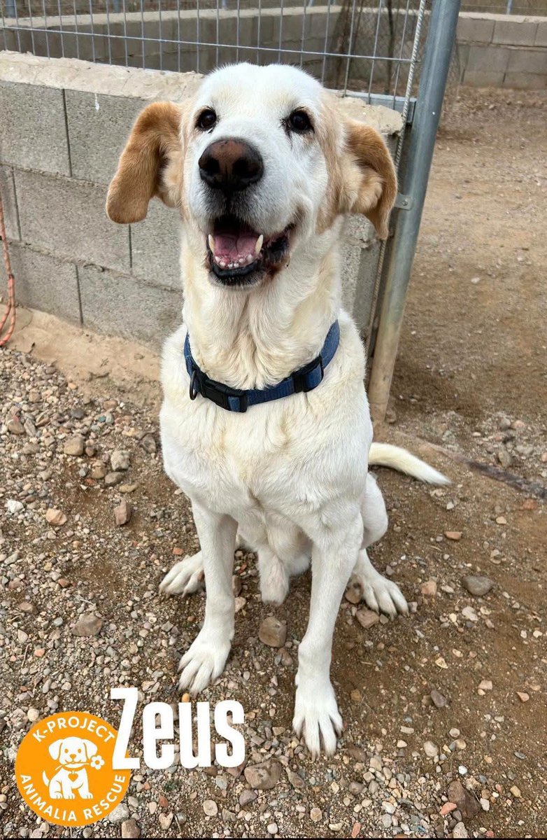 SosAbuelos1's tweet photo. #CiudadReal
#ZEUS tiene 8 años y un comportamiento ejemplar. Es el compañero perfecto. Noble, tranquilo y súper gracioso ¡te roba el corazón en segundos!

Obediente y amoroso, aparte de guapísimo, necesita un hogar
 
Contacto: solo WhatsApp 692 14 13 59 / Albufera119@hotmail.com https://t.co/tLthtfMB1t