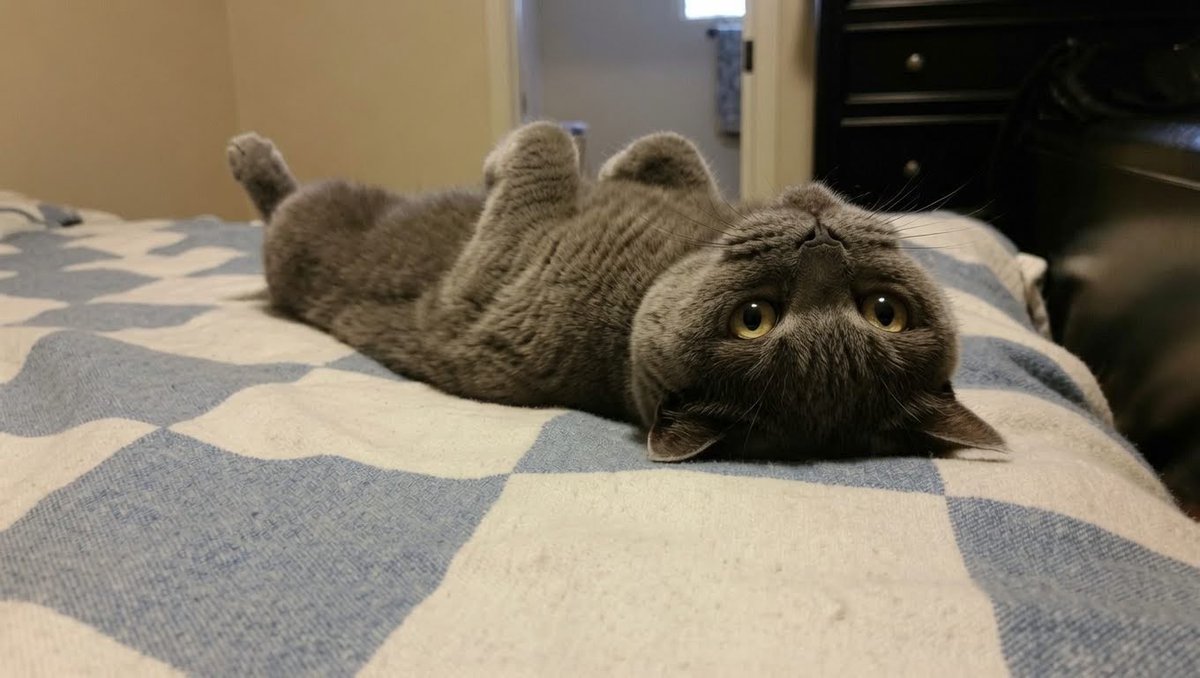 ironbutt's tweet photo. @su_pa_prettycat Blue Kittie says hello. https://t.co/MpQDpS6OYY