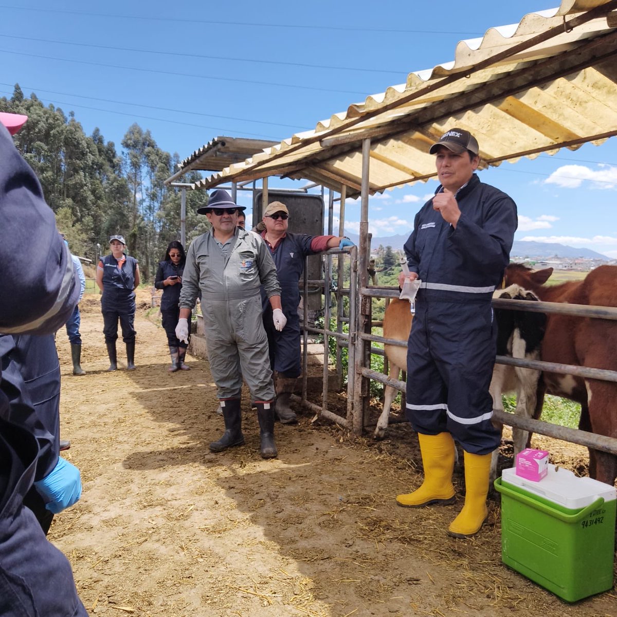 AgrocalidadEC's tweet photo. 🐄 | #PrevenciónSanitaria

¡Culminamos con éxito el VII Curso de Habilitación para Médicos Veterinarios del Programa Nacional de Prevención y Control de Brucelosis Bovina! 🎓

Más de 75 profesionales fortalecieron sus capacidades técnicas y recibieron su certificación para contribuir desde territorio a la prevención y control de esta enfermedad.

Seguimos fortaleciendo la sanidad animal y al sector ganadero del Ecuador.

#ProtegemosElAgroEcuatoriano 💪🏽
