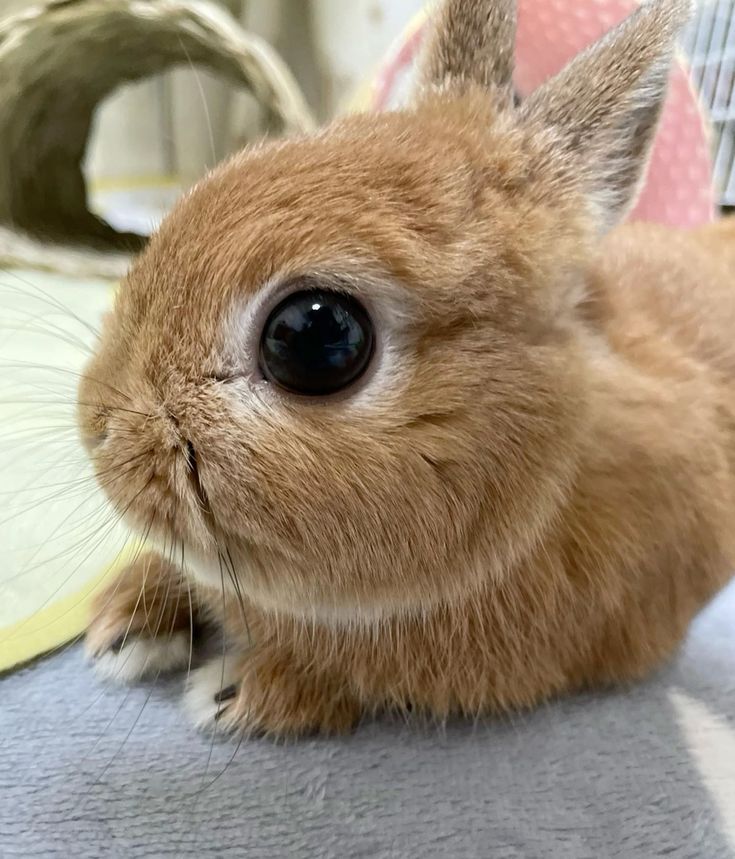 bunnyculer's tweet photo. https://t.co/P6EEA5QJ07