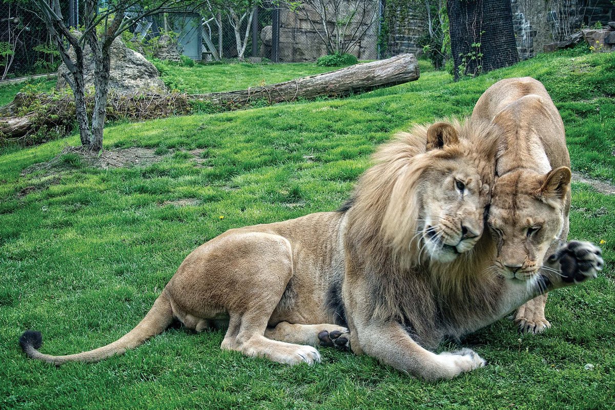 phillyzoo's tweet photo. We are heartbroken to share that we have said goodbye to our African lion, Makini.  

Our animal care team had been closely monitoring him since the death of his longtime partner, Tajiri, in November 2025. 1/5 https://t.co/8bTV2G6rXu