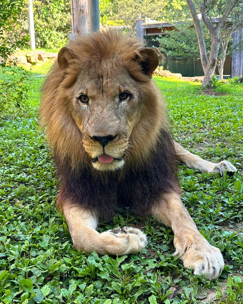 phillyzoo's tweet photo. Makini was well loved by so many, known for his strong personality, and was especially beloved for his tongue that would stick out ever so slightly while he was resting. He served as an incredible ambassador for his species for the hundreds of thousands of guests who met him. 4/5 https://t.co/BSF7Ggq9hD