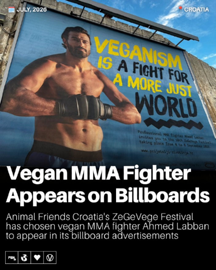 PlantBasedNews's tweet photo. Vegan MMA fighter Ahmed Labban appears on a billboard for ZeGeVege Festival, an upcoming vegetarian event in Croatia.

Read more on the PBN website.

https://t.co/Mc48KujxVq https://t.co/aZWX8VTQ7h