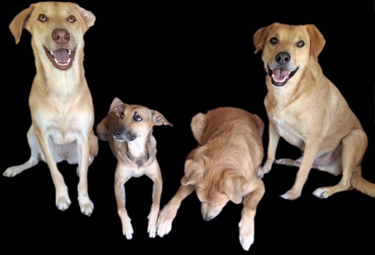 Nyu_umi's tweet photo. 🐾El perrito Crew🐾 quiere saber si nos pueden apoyar con su alimento y sus pastillas mensuales contra las garrapatas o mejor aún los collares seresto que duran 8 meses🙏

Además tenemos una deuda en la veterinaria de $10,250 pesos y llevamos reunidos $325 😟 https://t.co/Zr9SLtnZpw