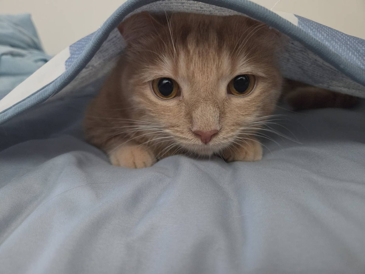 gorogoromocha's tweet photo. 2026/08/20
モカが269週齢を迎えたので成長記録🐈
モカピ朝の大運動会でパパンゴ寝不足、でも幸せならオッケーです！
体重：4.7kg
#モカ成長記録 #269週齢 #猫 #マンチカン #cat #munchkin https://t.co/4AGSW1uGqx