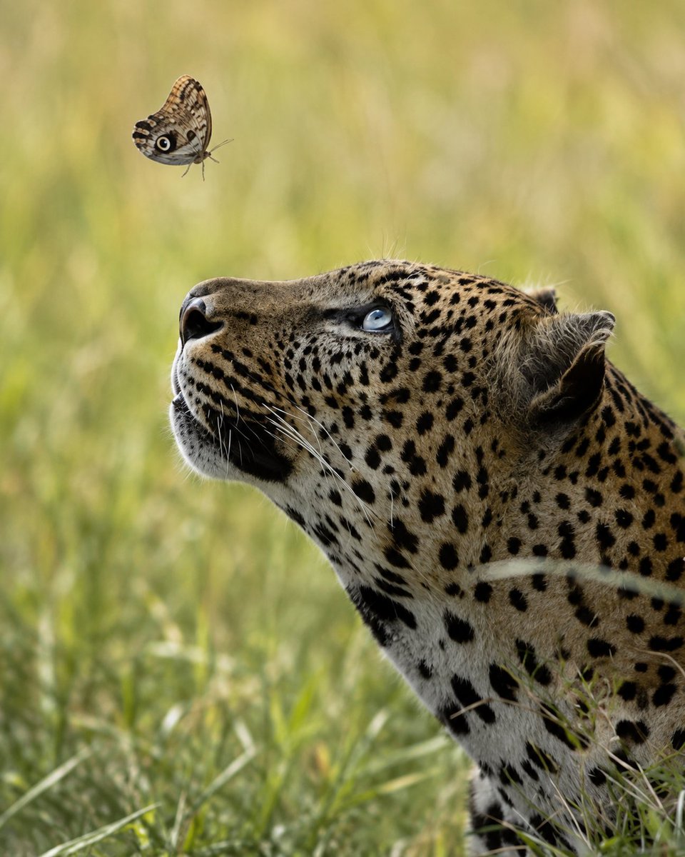 barbie_context's tweet photo. El leopardo queda fascinado contemplando la belleza de una mariposa. https://t.co/tFysqd4mjC